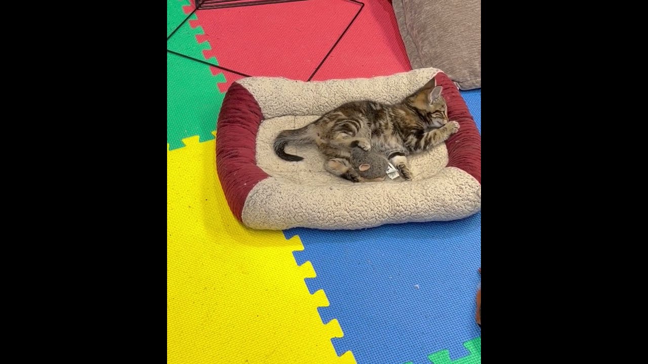 Enlarge Athena, a Adoptable Domestic Short Hair in Tillamook, OR video 2/6