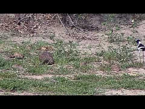 Djuma: Blacksmith Lapwings-First egg hatches - 15:00 - 10/27/20