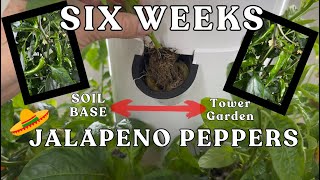 Soil to #towergarden I Transformed a Store-Bought Pepper into a Powerhouse in Just 6 Weeks