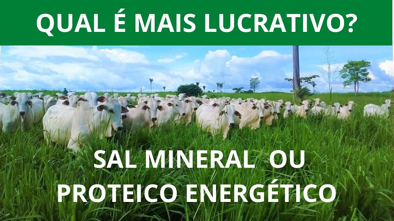 VEJA O QUE DÁ MAIS LUCRO - SAL MINERAL OU PROTEICO ENERGÉTICO.