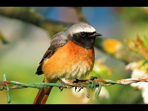 Colirrojo real | Common Redstart,