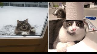 Смешные и Милые животные! 🐔 Любимые питомцы 🐧 Веселое видео