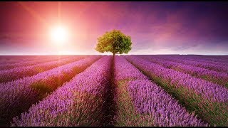 Peaceful Music, Relaxing Music, Instrumental Music "In Quiet Fields'" By Tim Janis