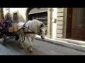HORSE CARRIAGE RIDE FLORENCE ITALY