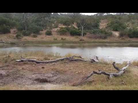 Djuma: Impalas with some sparring - 10:55 - 06/01/21