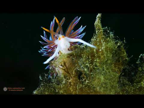Cratena peregrina