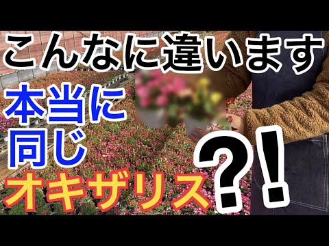 園芸 ニセ四つ葉のクローバー、カタバミ