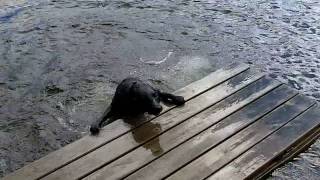 preview picture of video 'Dog + Dock = Splash!'