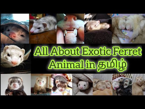 , title : 'All About Exotic Ferret Animal in Tamil | ஷரட் விலங்கை வளர்ப்பது எப்படி தமிழில்'