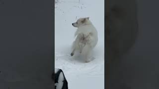 Video preview image #1 American Eskimo Dog Puppy For Sale in Forest, VA, USA