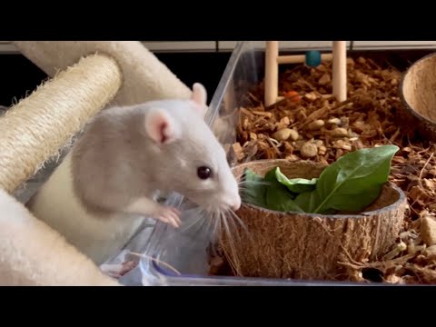 What do pet rats need for a happy home?  (Rat cage setup)