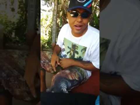 MC CH Morena envolvente 2017