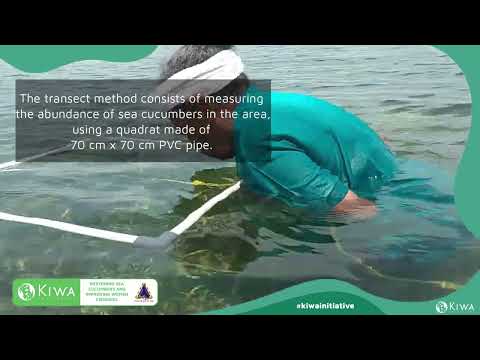 Palau : Restor the wild stock of sea cucumbers