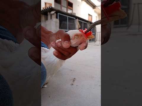 nose Clip for hen#chicken #views #viral #life #hen #video