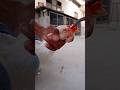 Nose Clip For Hen Chicken Views Viral Life Hen Video