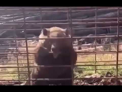 Rage Behind Bars: The Angry Bear's Cage #bear #wildlife