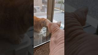 猫が遊びにきた時のアレクサンドラの反応【スフィンクス】