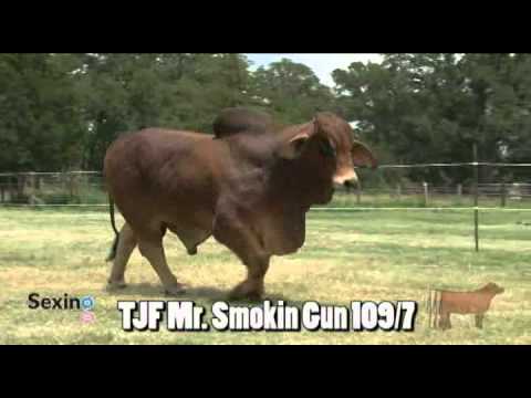 TJF Mr. Smokin Gun 109/7