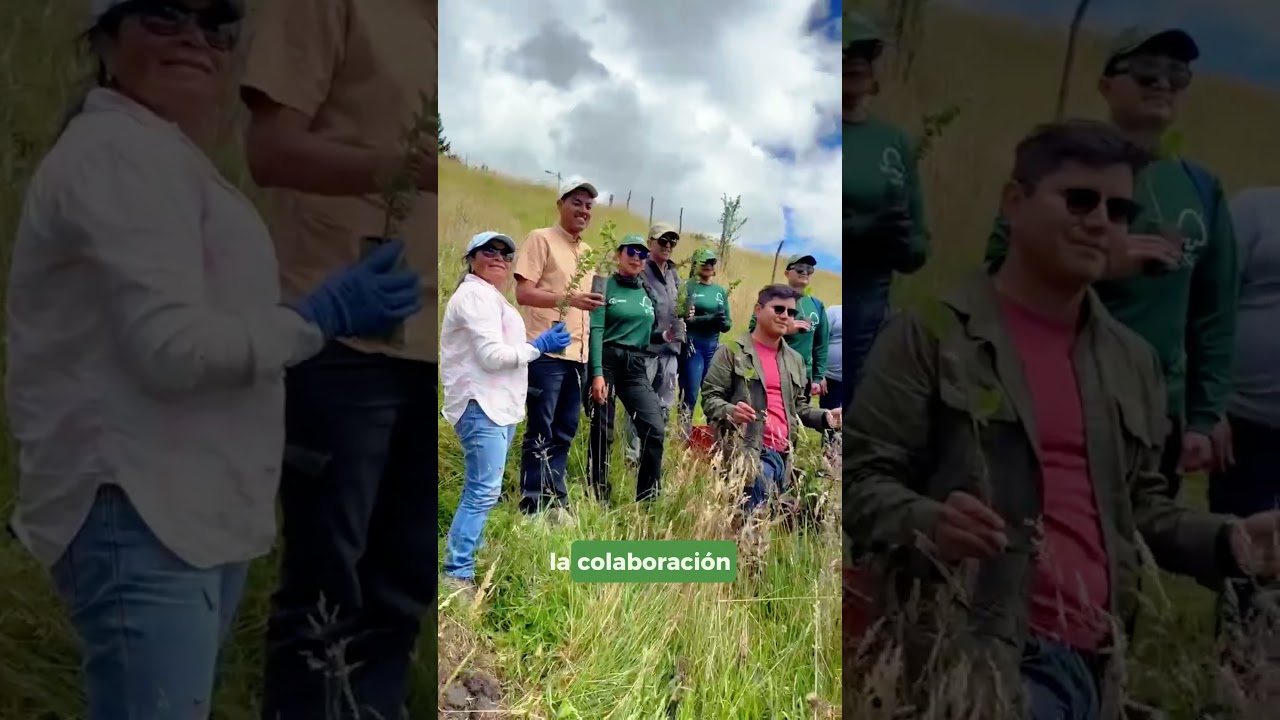 Reforestación con FESTA S.A.S.