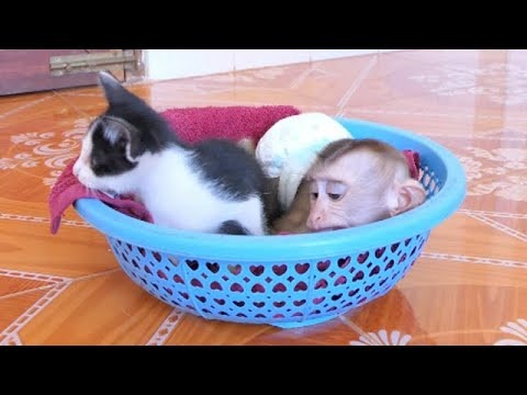 Wow! Yen very sweet stay in the basket together with kitten baby!