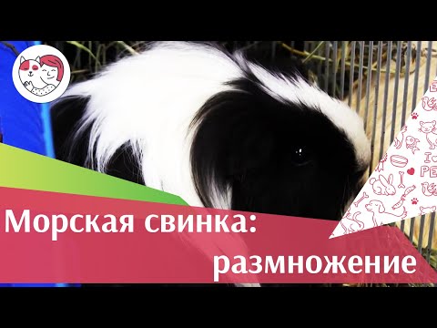 , title : 'Морская свинка Размножение  на ilikepet'