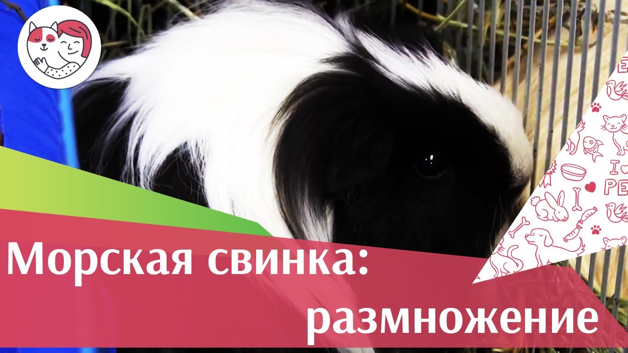 Морская свинка Размножение на ilikepet