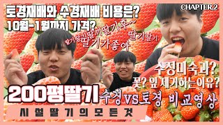 200평 하우스 딸기의 모든것 2편 / 토경재배와 수경재배 하이배드 시설비용 및 비교 중량 무게는?  첫수확…