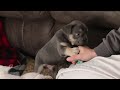 Frenchton dogs for sale: Leo - Video 1