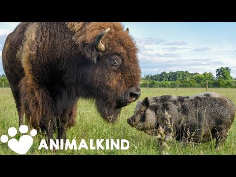 Helen the Bison is Everyone's Buddy