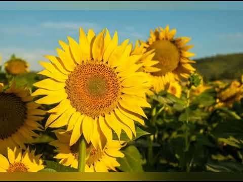 老民歌 《社员都是向阳花》 by Judy