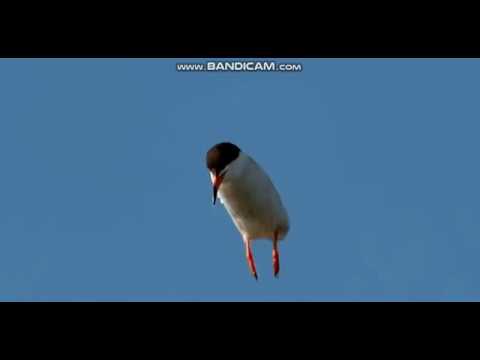 download lagu mp3 mp4 Passaros Sem Asas, download lagu Passaros Sem Asas gratis, unduh video klip Passaros Sem Asas