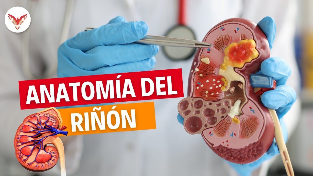 Anatomía del Riñón  - Ciencias Básicas