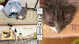 【ねことの日常Vlog】 大好きな兄弟が居なくなって落ち込む銀くん😢🌀 | 保護猫ちゃんのためにキャットウォークを設置❕遊んでくれるかな？✨️ 【猫のためのDIY】