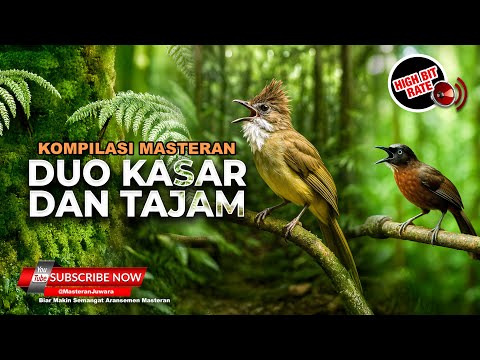 🔴 Masteran Kompilasi Tajam dan Kasar Cucak Jenggot Gacor Full Beset vs Tepus Kepala Abu Abu Gacor