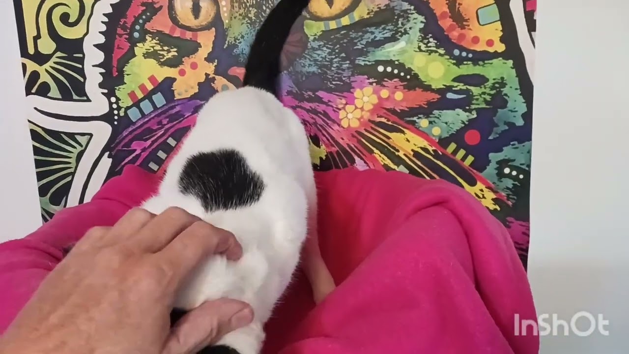 Maddie Brightstar, a ADOPTABLE mixed breed in Mesa, AZ video 4/4