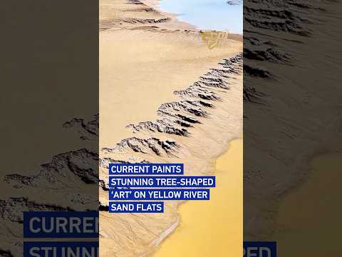 Current paints stunning tree-shaped 'art' on Yellow River sand flats#coolchina