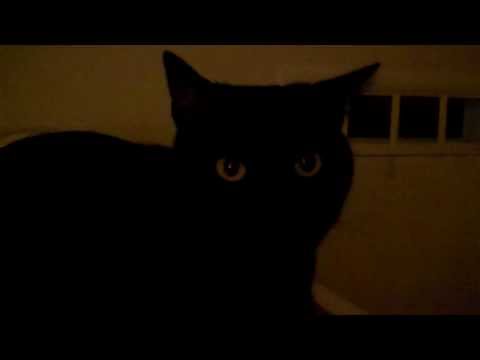 The Most Interesting and Fascinatingly Insightful Video that Is A Reasonable Use of your Time.