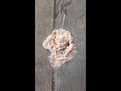 CPD - PLAGAS Miniatura de video de YouTube 6