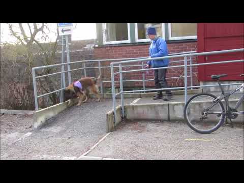 Sergerforsens Just Look at Me "Florida" Nose Work Tungelsta 2017