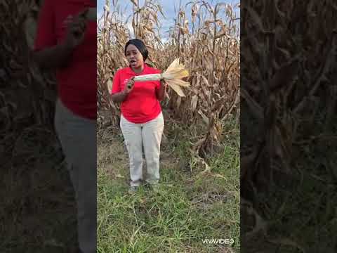 💭REMEMBER the SC 727, Late Maturity SC 661, Medium Maturity SC 555, Early Maturity maizecrop update