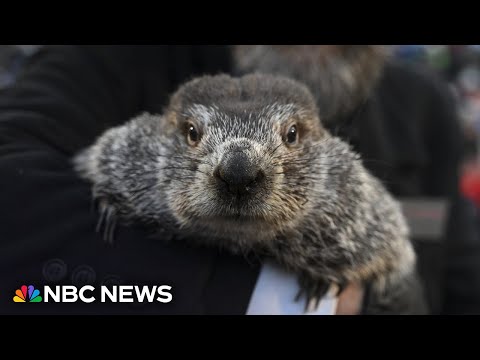 LIVE: Punxsutawney Phil makes 2026 Groundhog Day prediction | NBC News