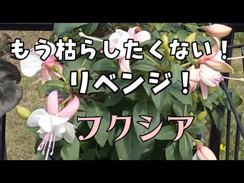 美しいフクシアを手に入れるにはどうすればよいですか？ 4つの秘密が明らかに  庭園