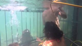 preview picture of video 'Crocodile Cage Diving Victoria Falls'