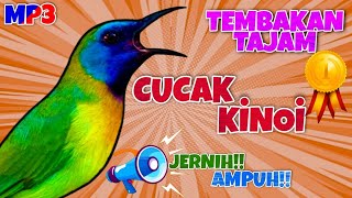 Download lagu 🔴Masteran Cucak Kinoi Gacor Jernih Ampuh!! |Tembakan Kasar |Durasi Panjang 2 Jam Ada Jeda#cucakkinoi mp3