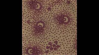 [2004] Peter Wright - Desolation Beauty Violence (FULL ALBUM)
