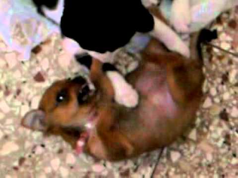 los animales de elsa danilsa