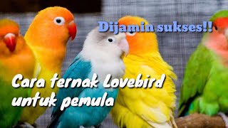 Download lagu Cara ternak Lovebird untuk pemula mp3