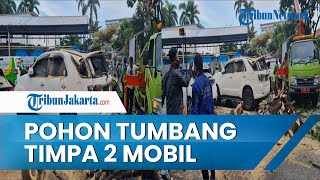 Pohon Tumbang akibat Hujan Lebat Timpa 2 Mobil di Parkiran Rumah Sakit Pelni Petamburan