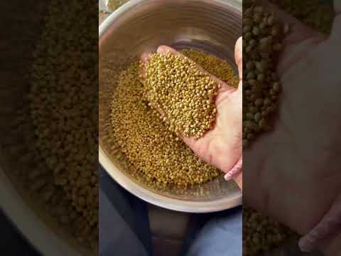 Coriander seeds (Dhanya)