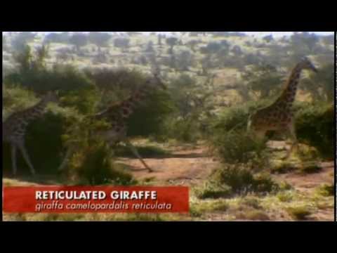 Wildboyz - Giraffe Run